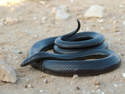 Seraph, Ein Gedi (scienceblogs.com)